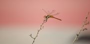 Dragonfly de Melanie Rebollo M. 