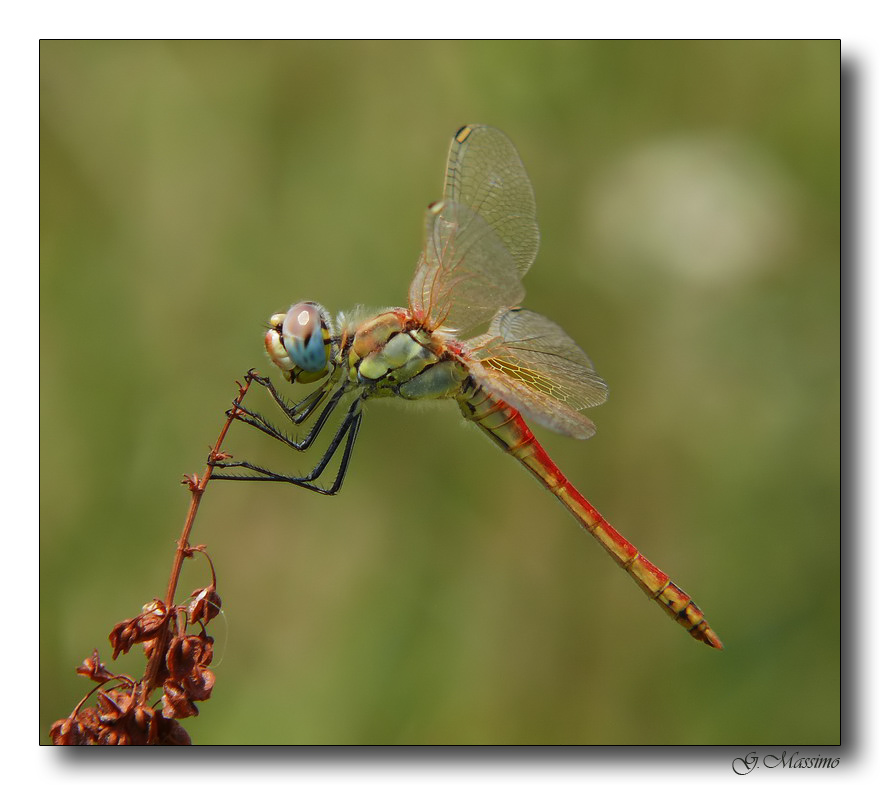 Dragonfly