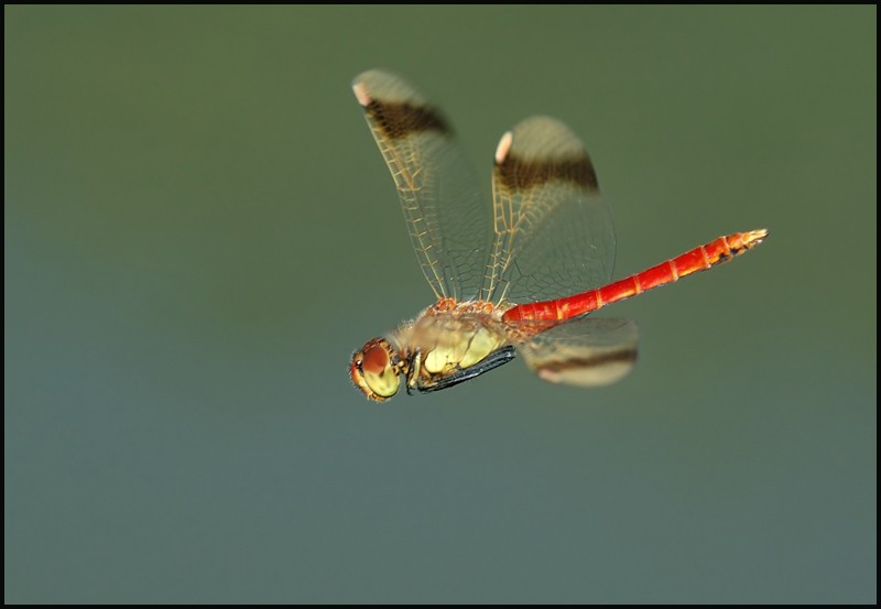 Dragonfly..