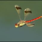 Dragonfly..