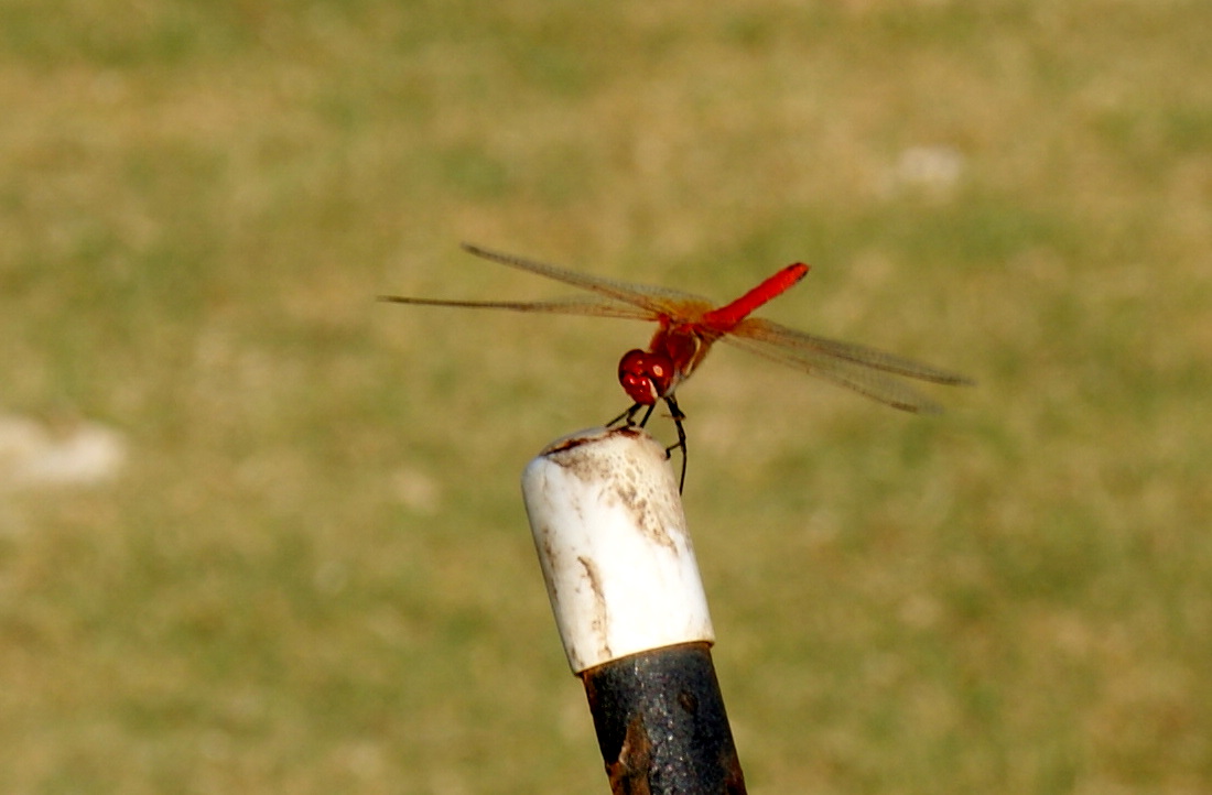 dragonfly