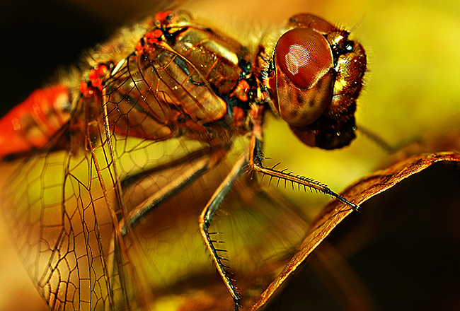 dragonfly von Belichtungszeit 