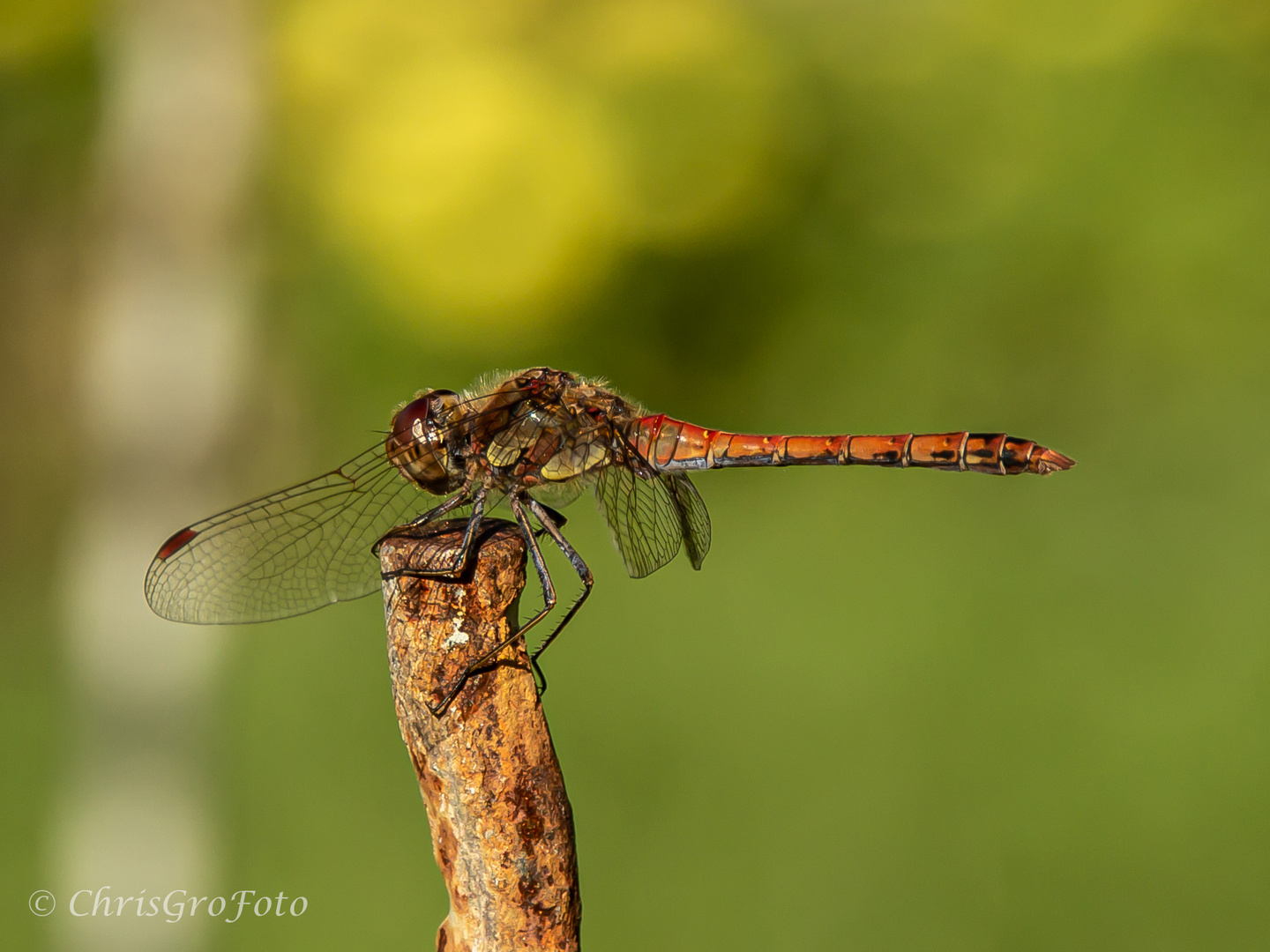 Dragonfly