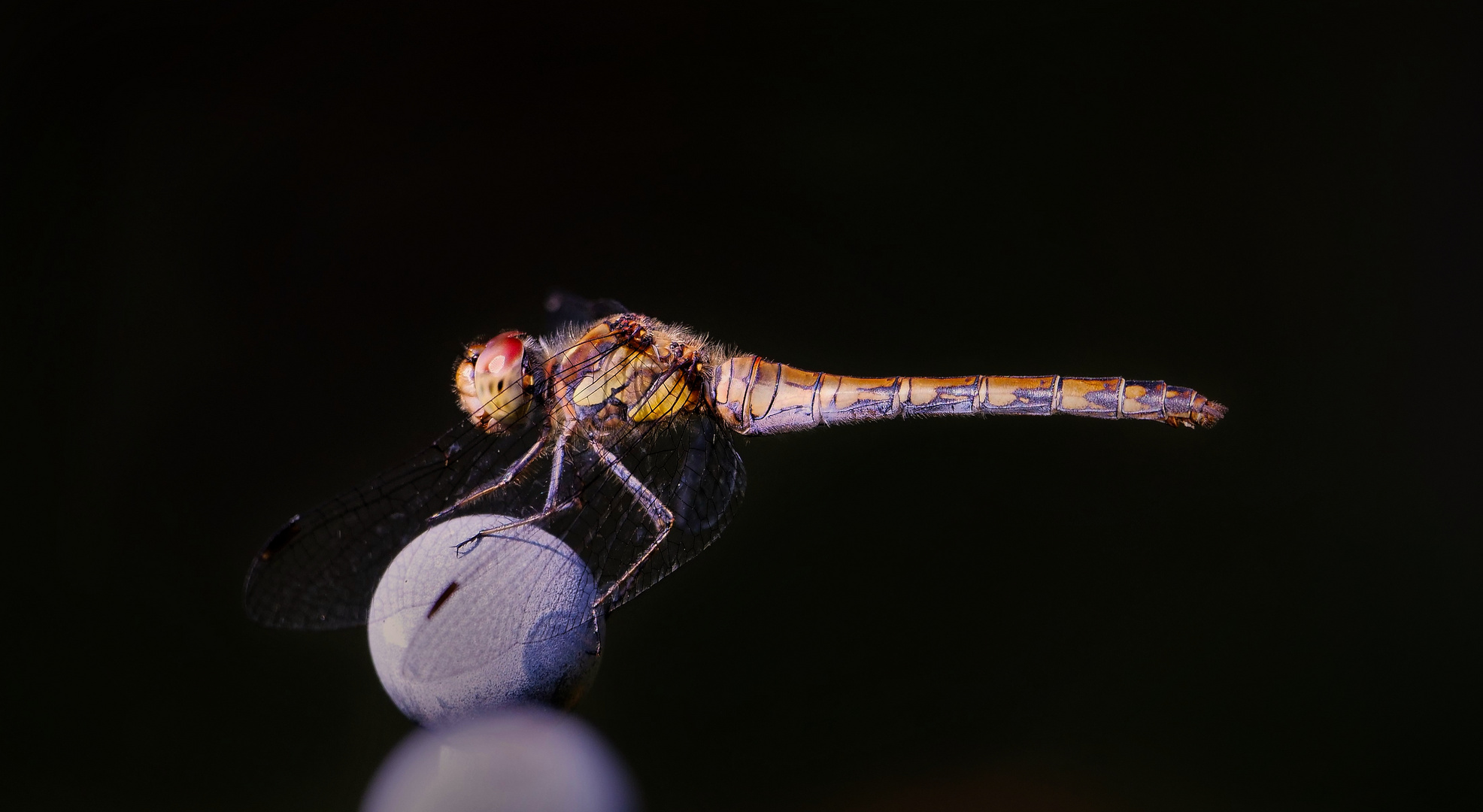 Dragonfly Foto & Bild natur Bilder auf