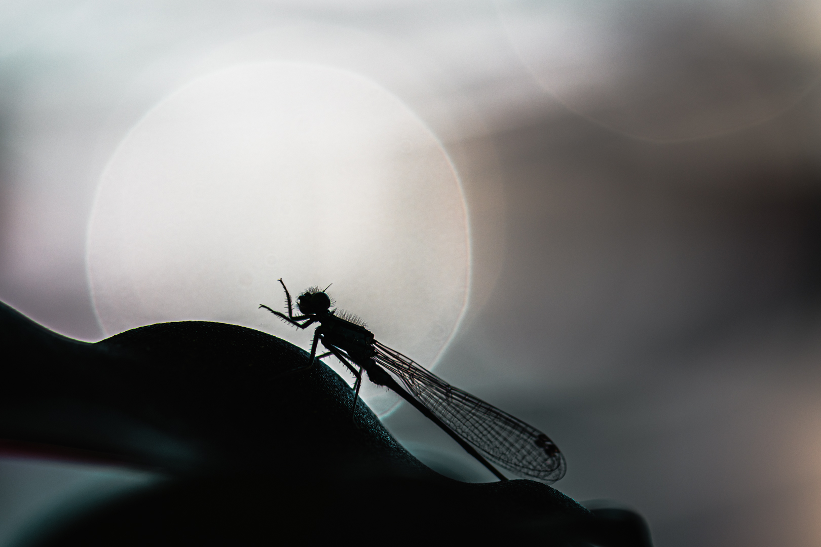 Dragonfly