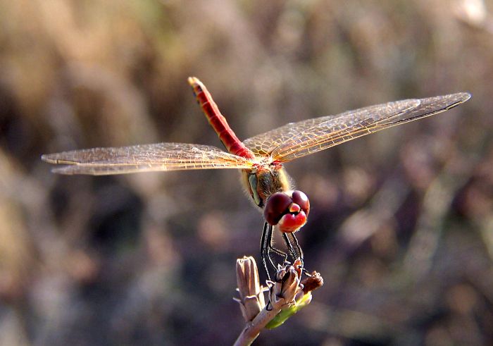 dragonfly