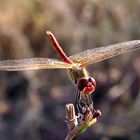 dragonfly