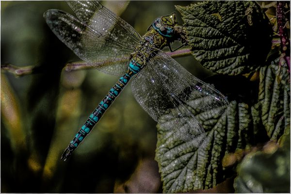 Dragonfly from archives