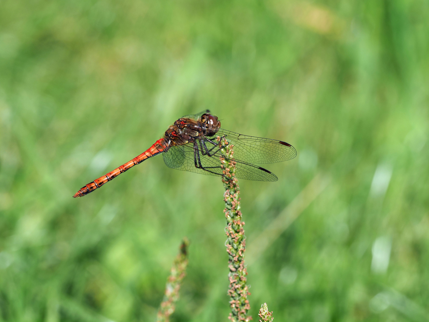 Dragonfly has a break, (maybe Sympetrum striolatum)