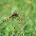 Dragonfly has a break, (maybe Sympetrum striolatum)