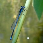 Dragonfly - Hufeisen-Azurjungfer