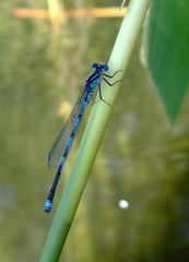 Dragonfly - Hufeisen-Azurjungfer