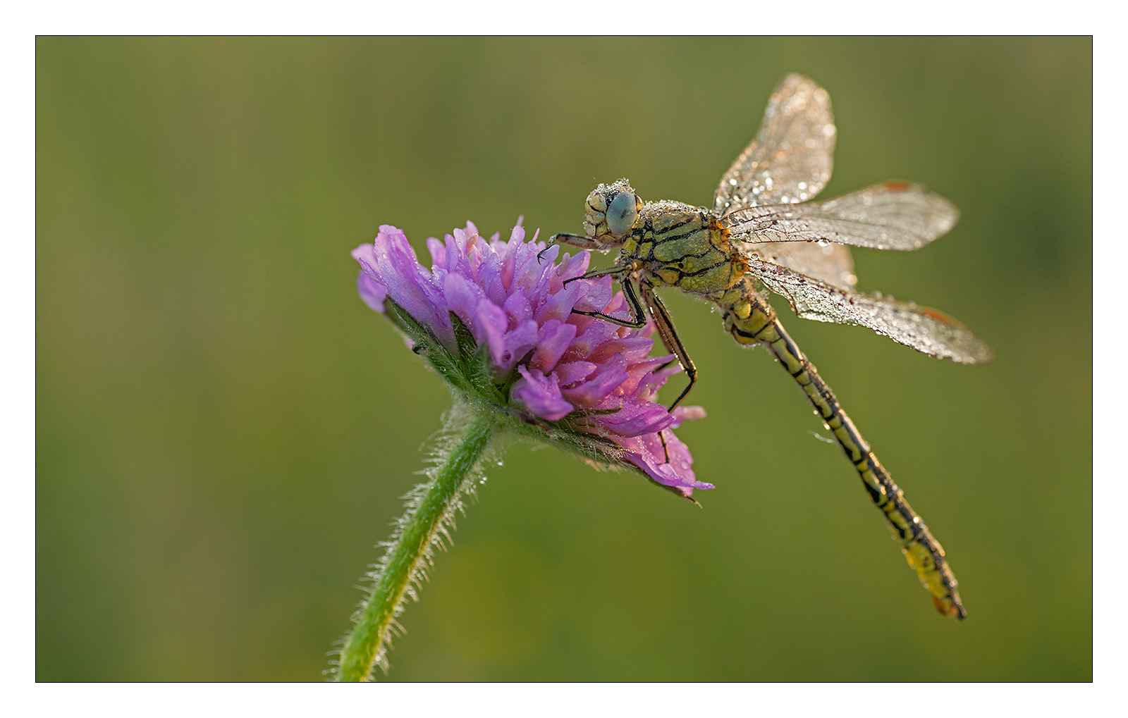 °°° Dragonfly  I °°°