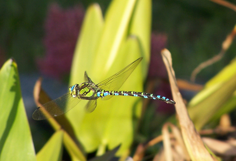 Dragonfly II