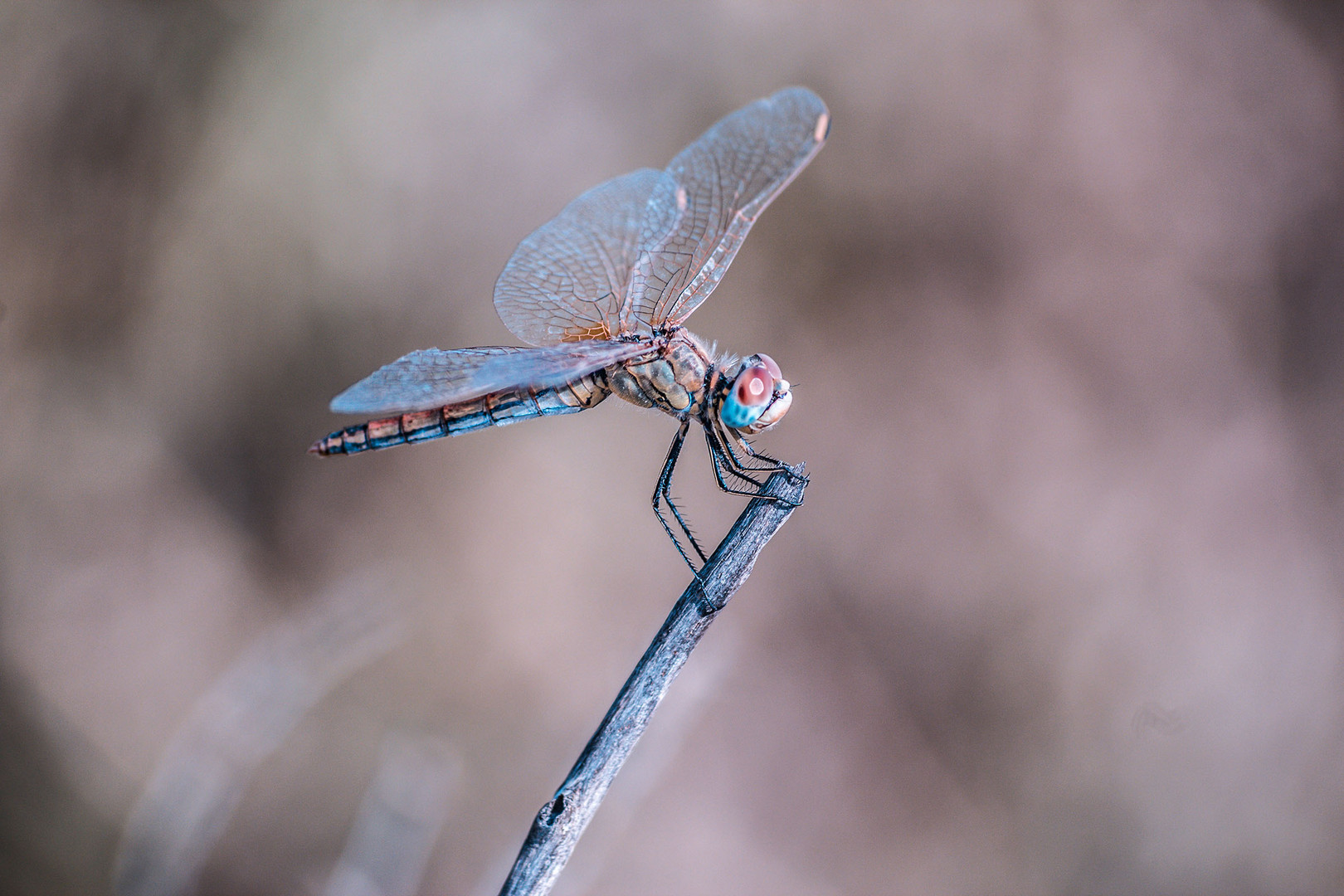 dragonfly iii