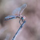 dragonfly iii