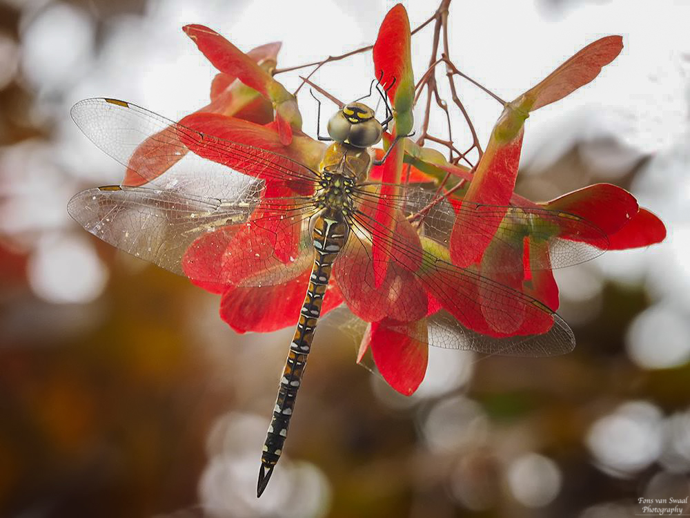 DRAGONFLY IN AUTUMN