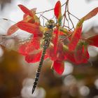 DRAGONFLY IN AUTUMN