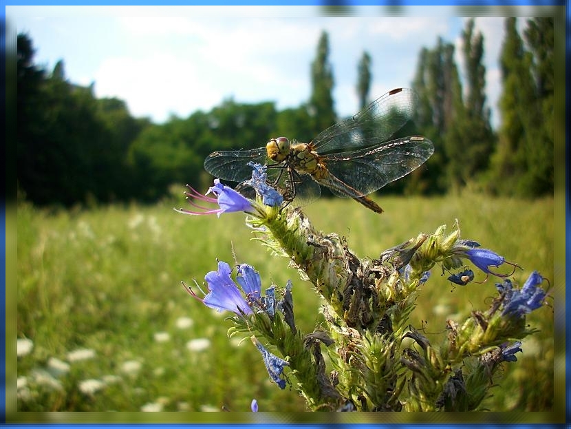 dragonfly in blue