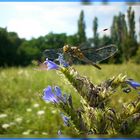 dragonfly in blue