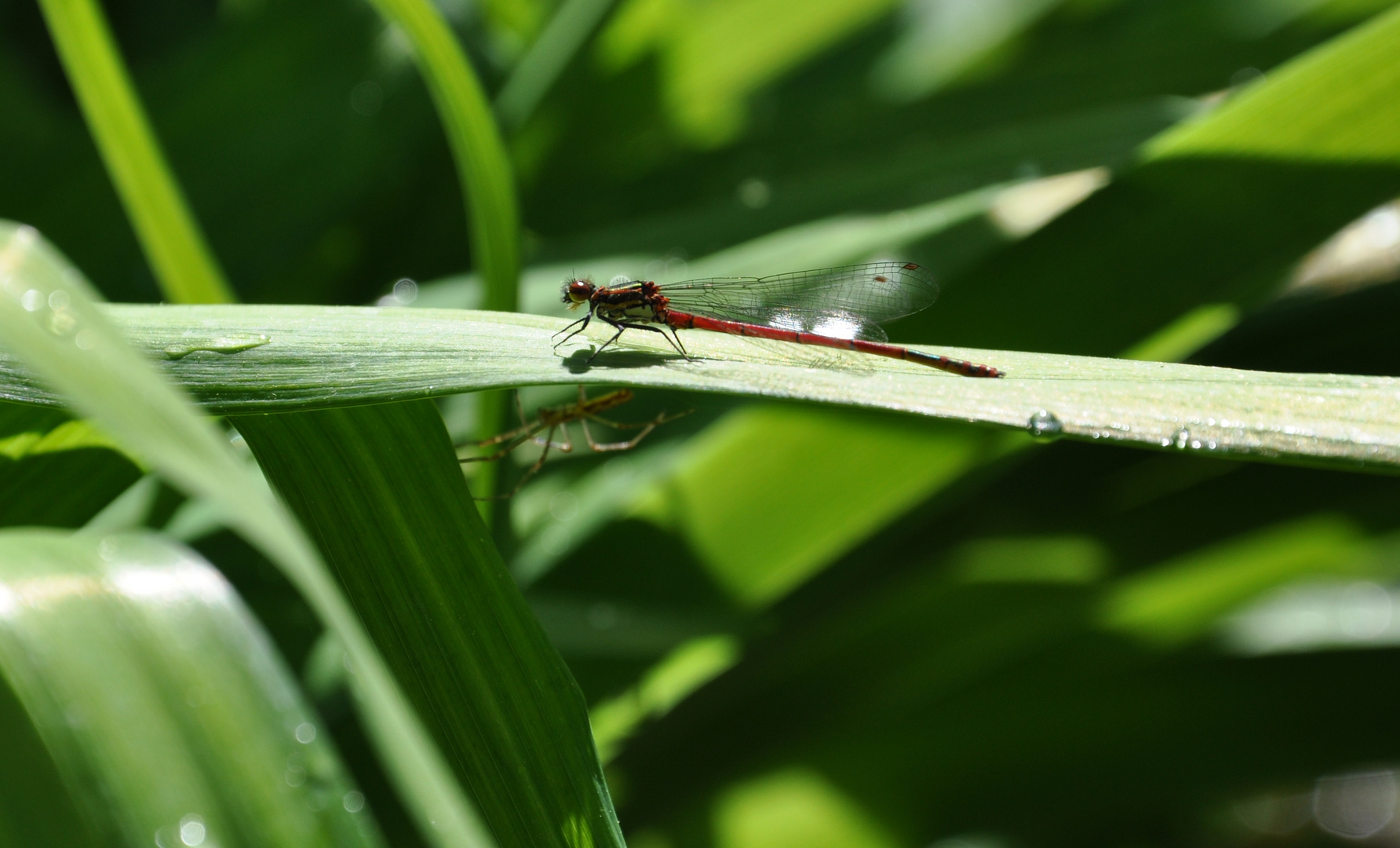 Dragonfly in danger I