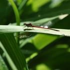 Dragonfly in danger I