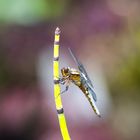 - Dragonfly in Flowerpower -