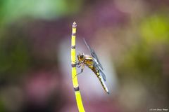 - Dragonfly in Flowerpower -