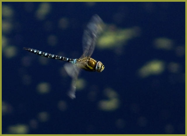 dragonfly in flyght