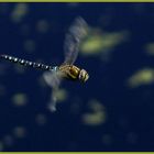 dragonfly in flyght