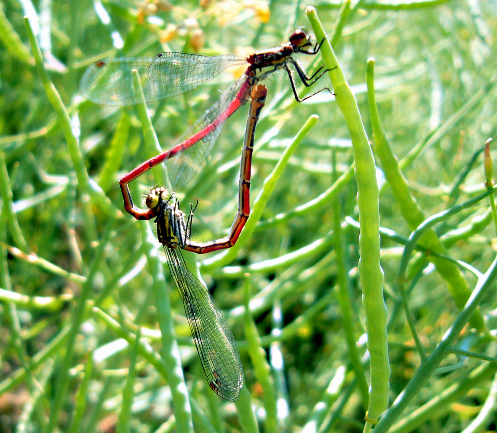 Dragonfly in Love