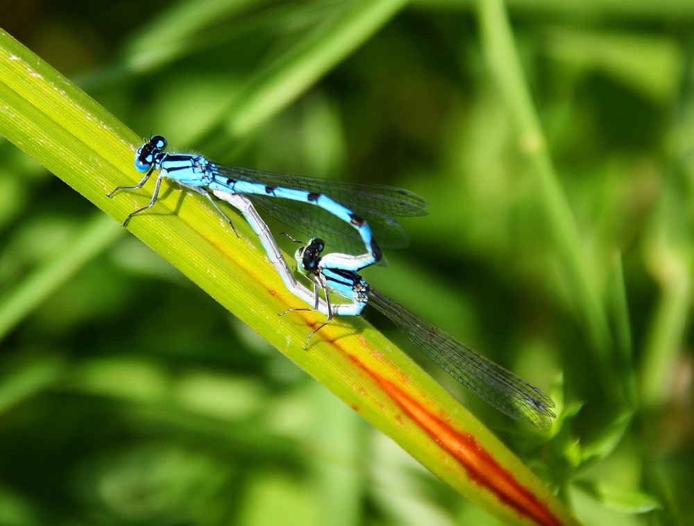 dragonfly in love