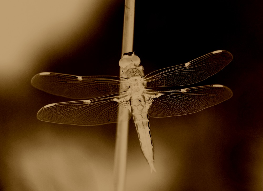 DRAGONFLY in Messing????? egal :)