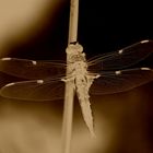 DRAGONFLY in Messing????? egal :)