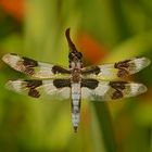 Dragonfly in Nanaimo,Vancouver Island