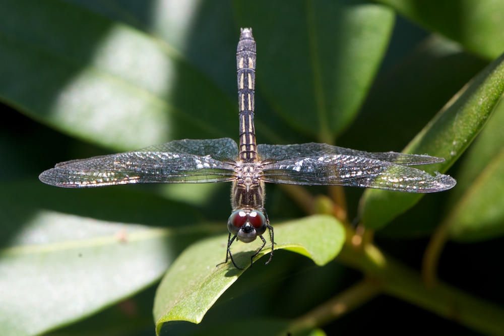 Dragonfly in our yard