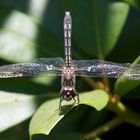 Dragonfly in our yard