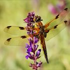 Dragonfly in the dawn (ND)