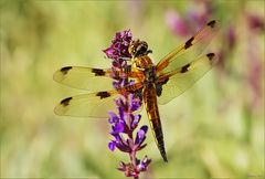 Dragonfly in the dawn (ND)