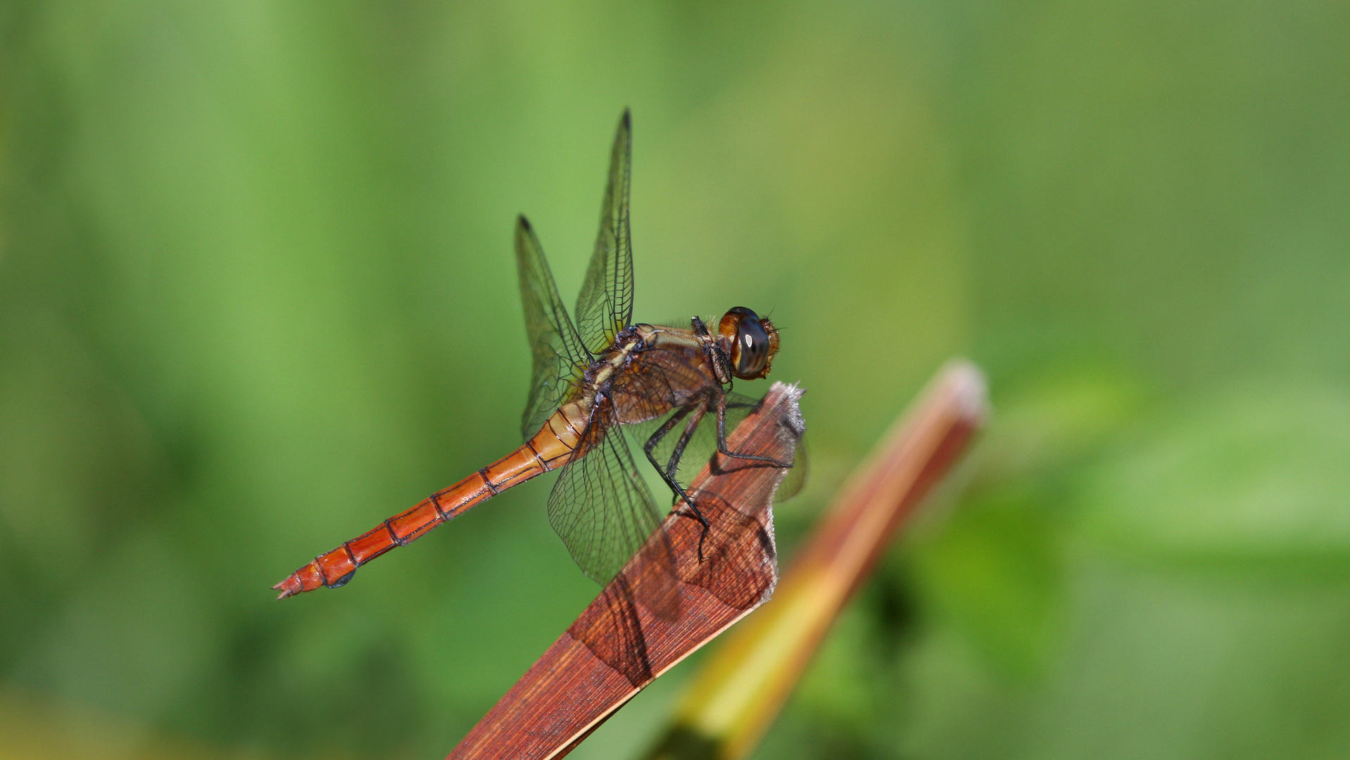 Dragonfly in the garden