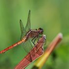 Dragonfly in the garden