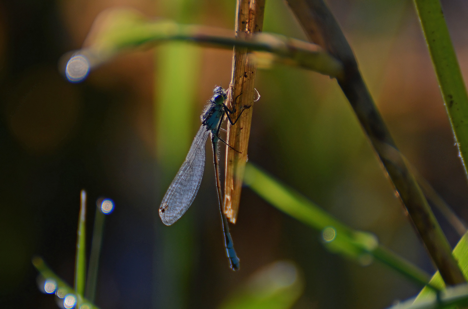 *Dragonfly in the morning light*