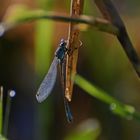 *Dragonfly in the morning light*