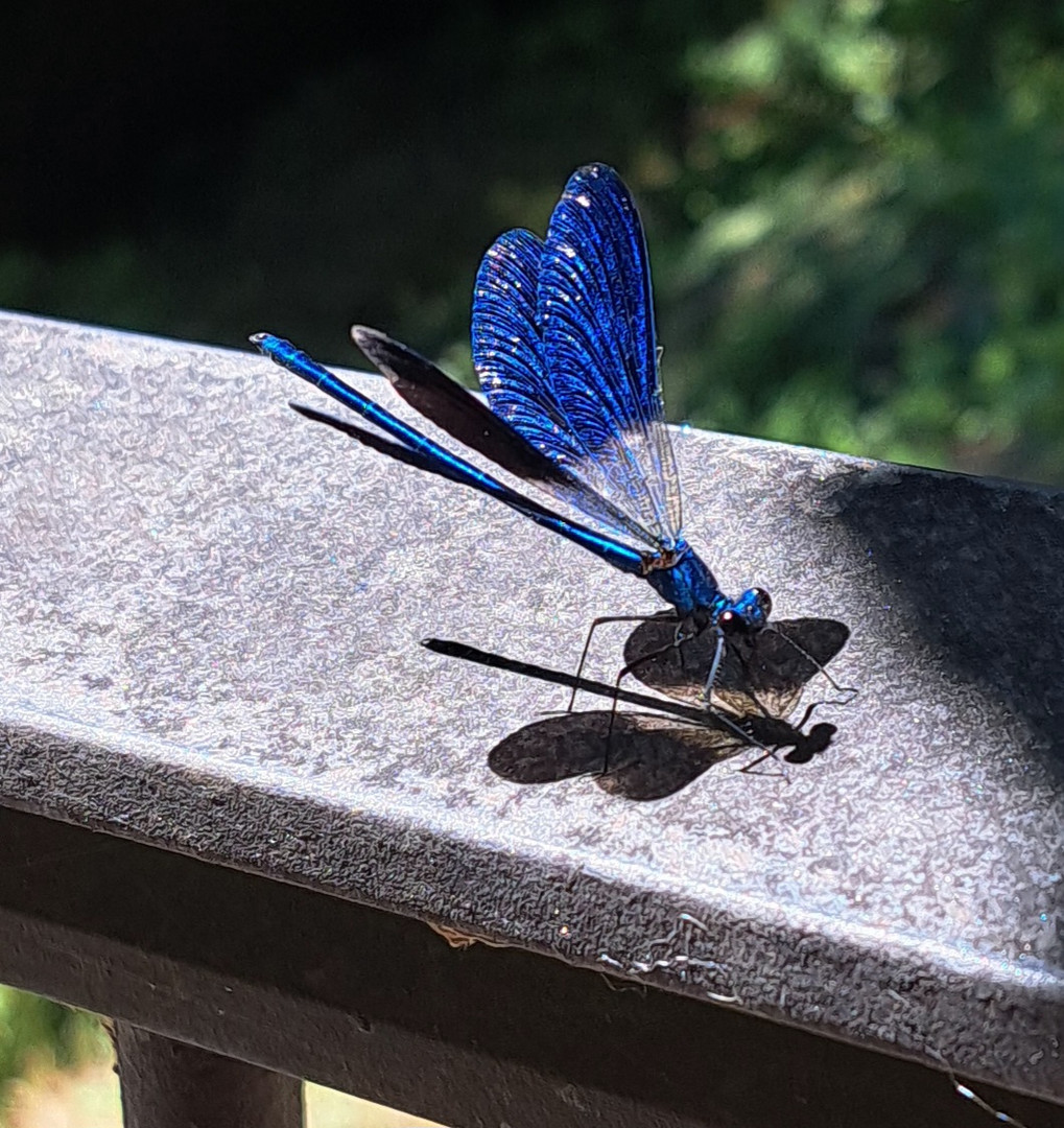 Dragonfly in the sun