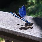 Dragonfly in the sun