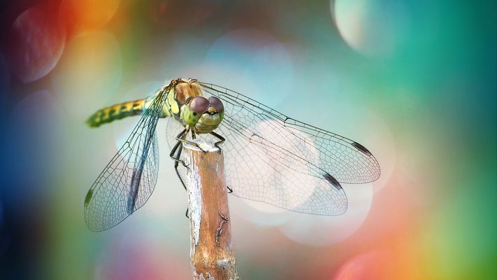 ... dragonfly in trance