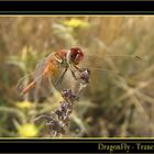 Dragonfly in Trancão Riverside