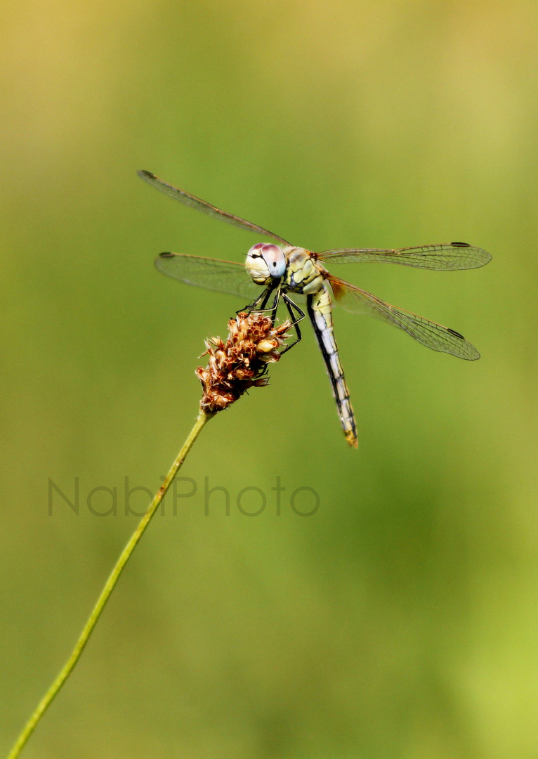 Dragonfly in wheat