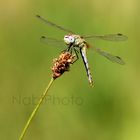 Dragonfly in wheat