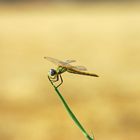 Dragonfly-L'Escala (Catalunya)